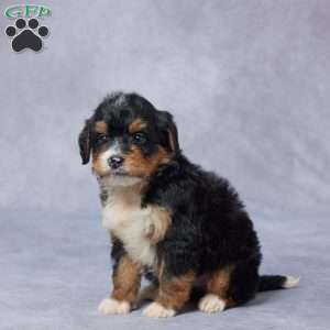 Joy, Mini Bernedoodle Puppy